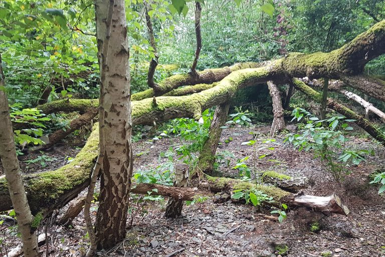 Illegaler Müllplatz ist geräumt!
