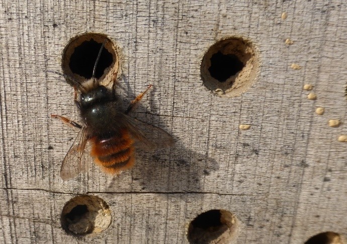 NABU-AKTIONSNACHMITTAG  –  naturkundliche Führung  –  Verteilung von Nisthilfen