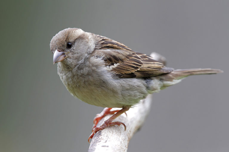 Die Stunde der Wintervögel